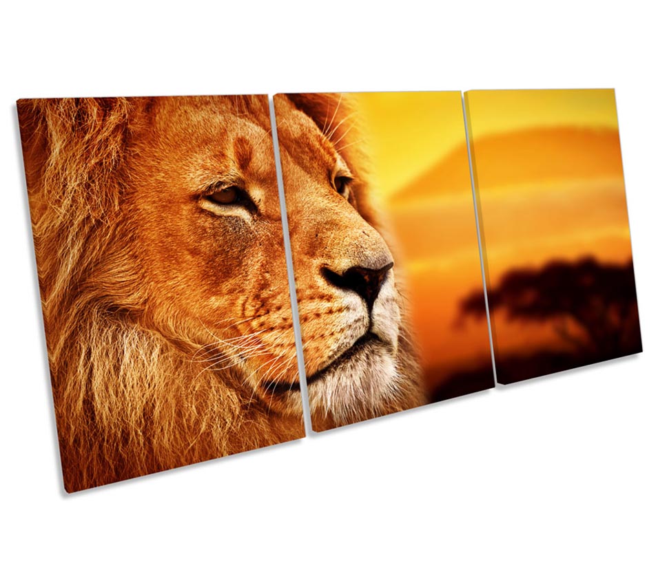 Lion Africa Sunset Wildlife