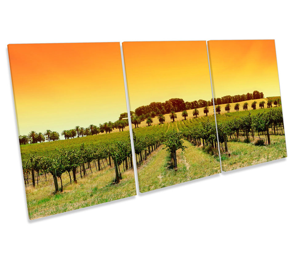 Orange Sunset Vineyard