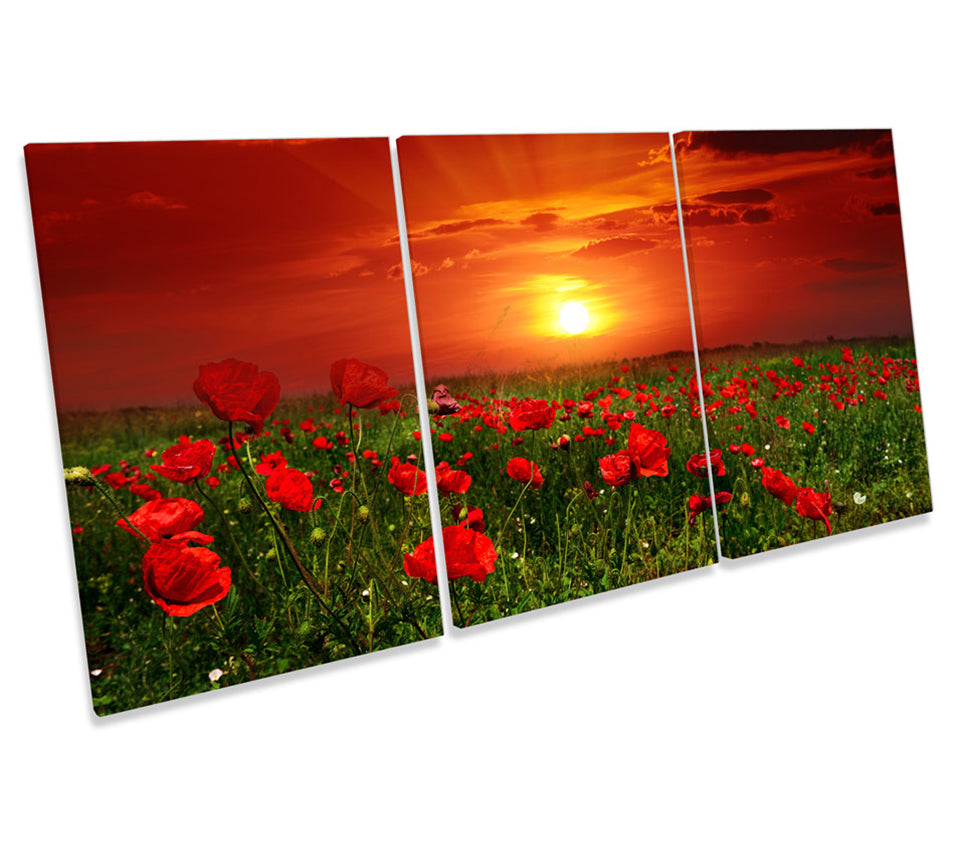 Red Poppy Flowers Sunset Field