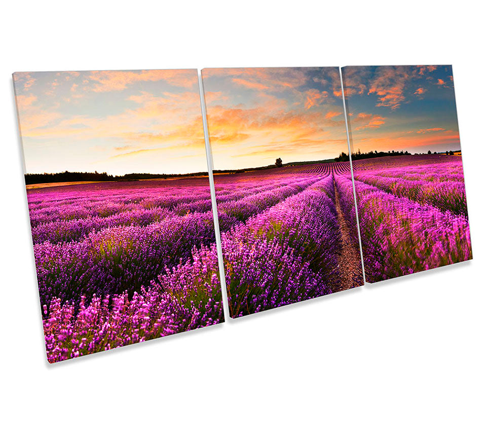 Purple Lavender Landscape