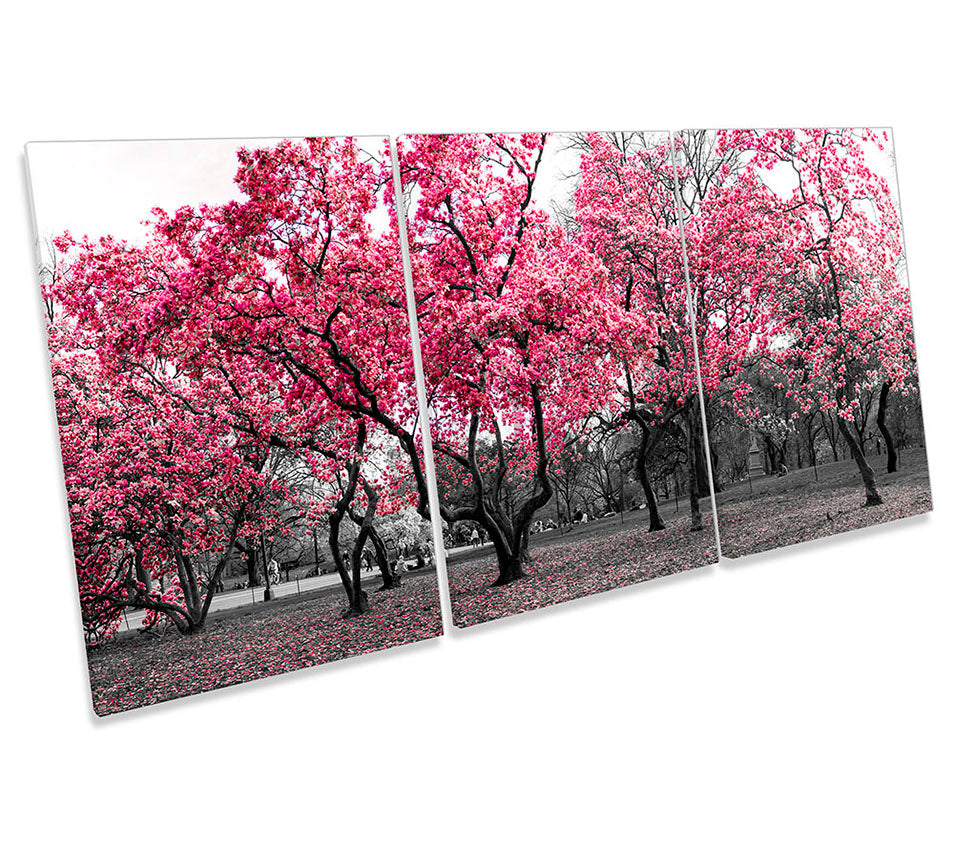 Blossom Trees Spring Pink