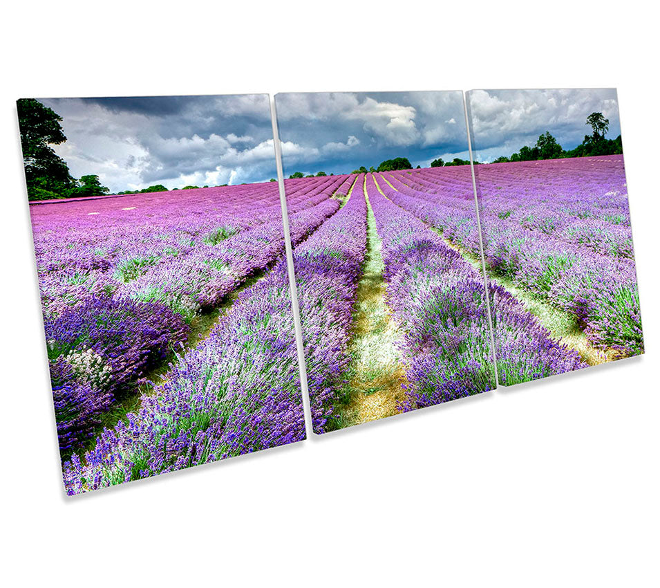 Lavender Field Banstead Surrey Purple