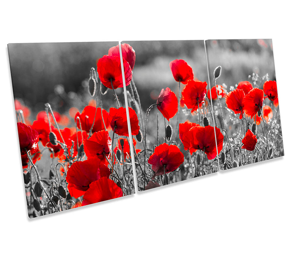 Red Poppies Floral Flower Grey