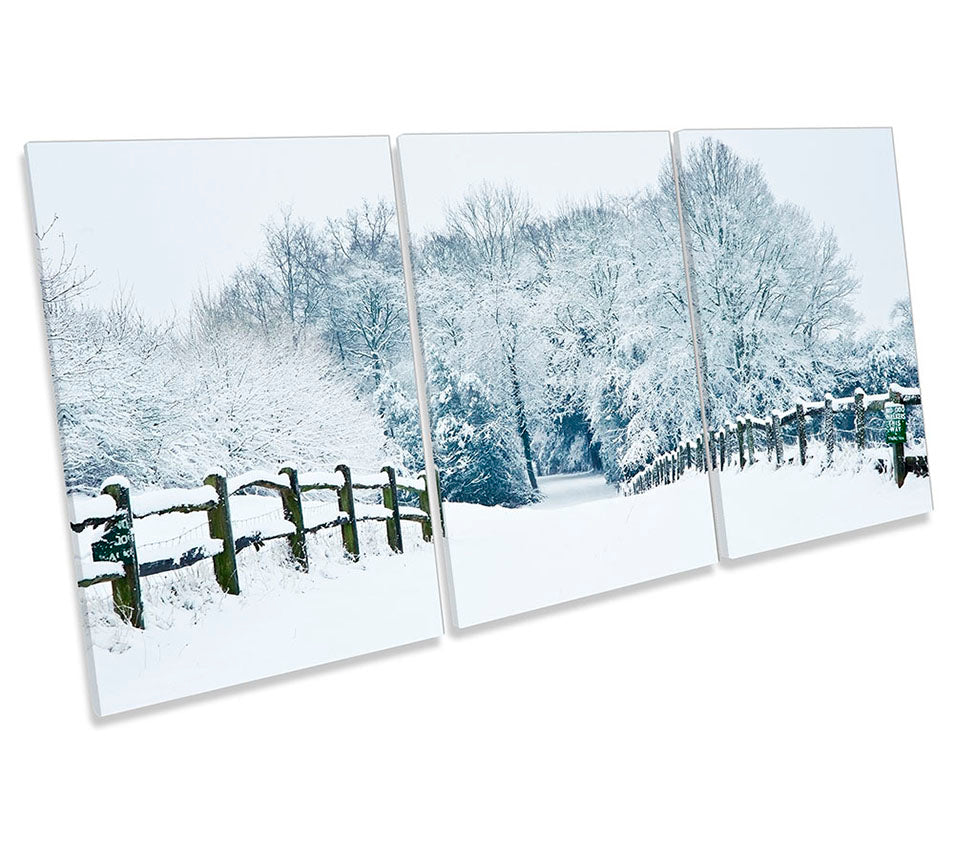 Winter Scene Landscape Forest White