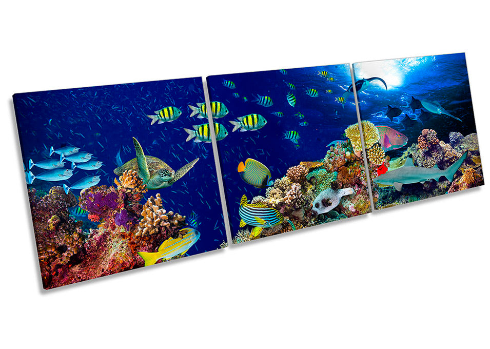 Tropical Fish Marine Coral
