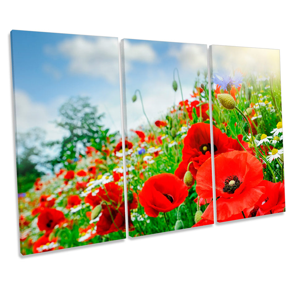 Red Poppies Floral Flower Summer