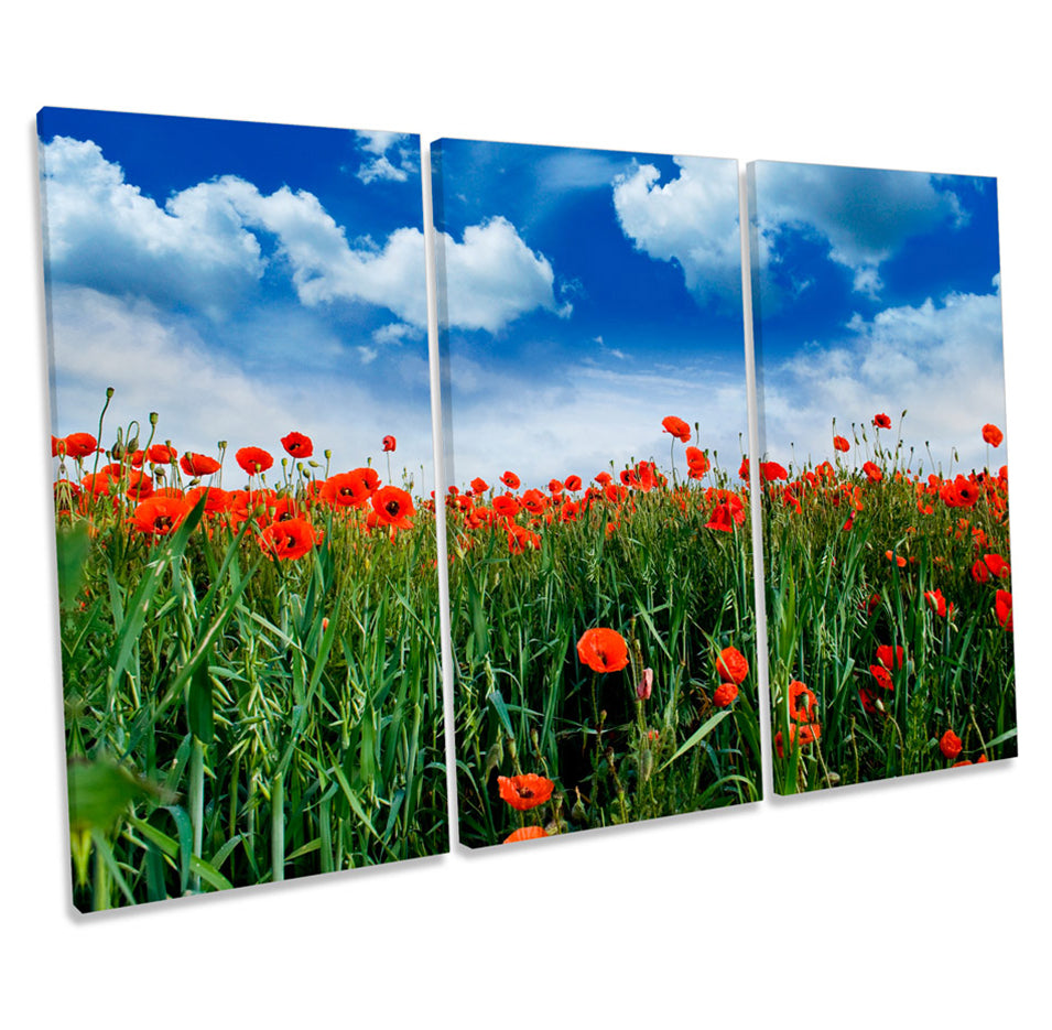 Poppy Meadow Floral Flowers