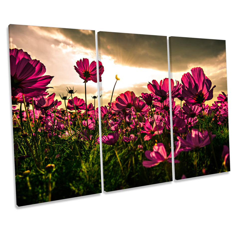 Flowers Sunset Floral