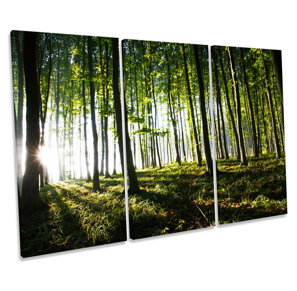 Forest Landscape Trees
