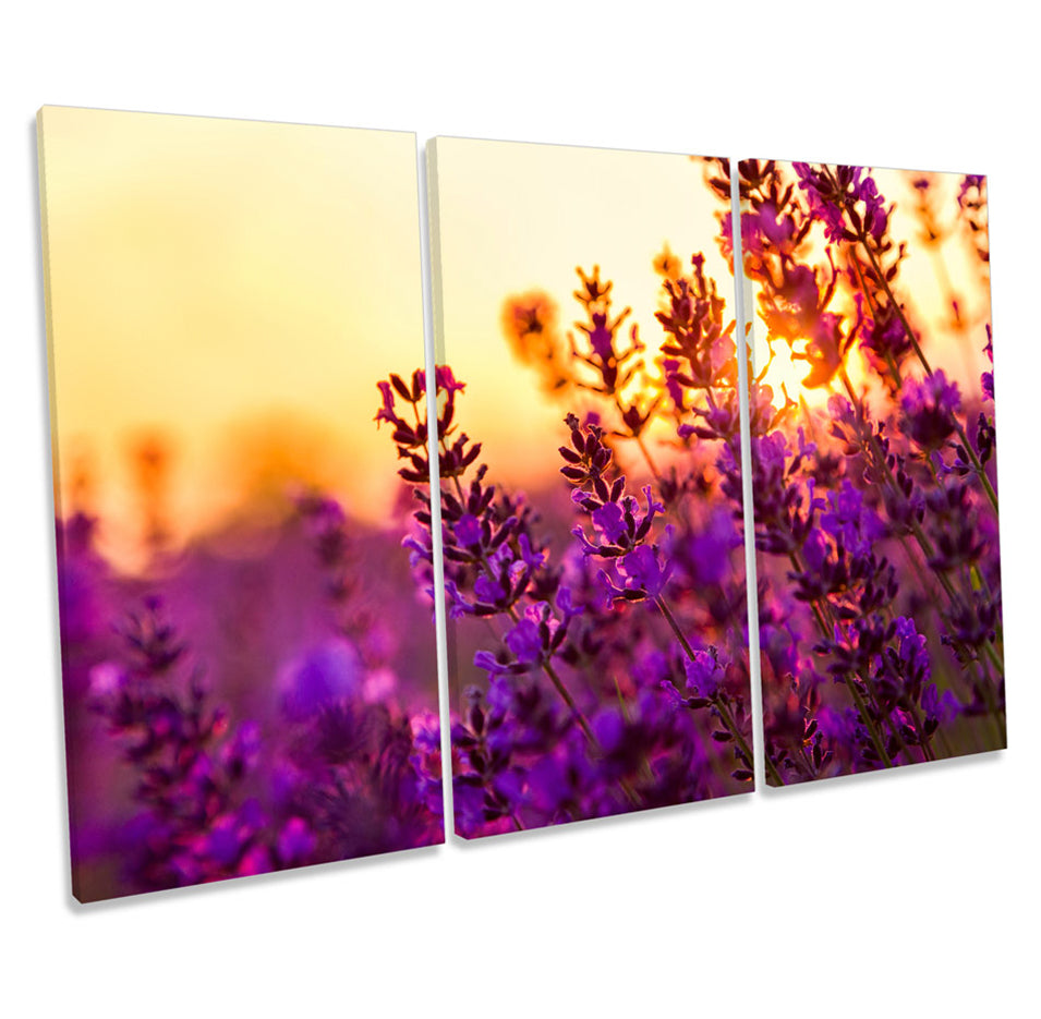 Lavender Floral Field Sunset