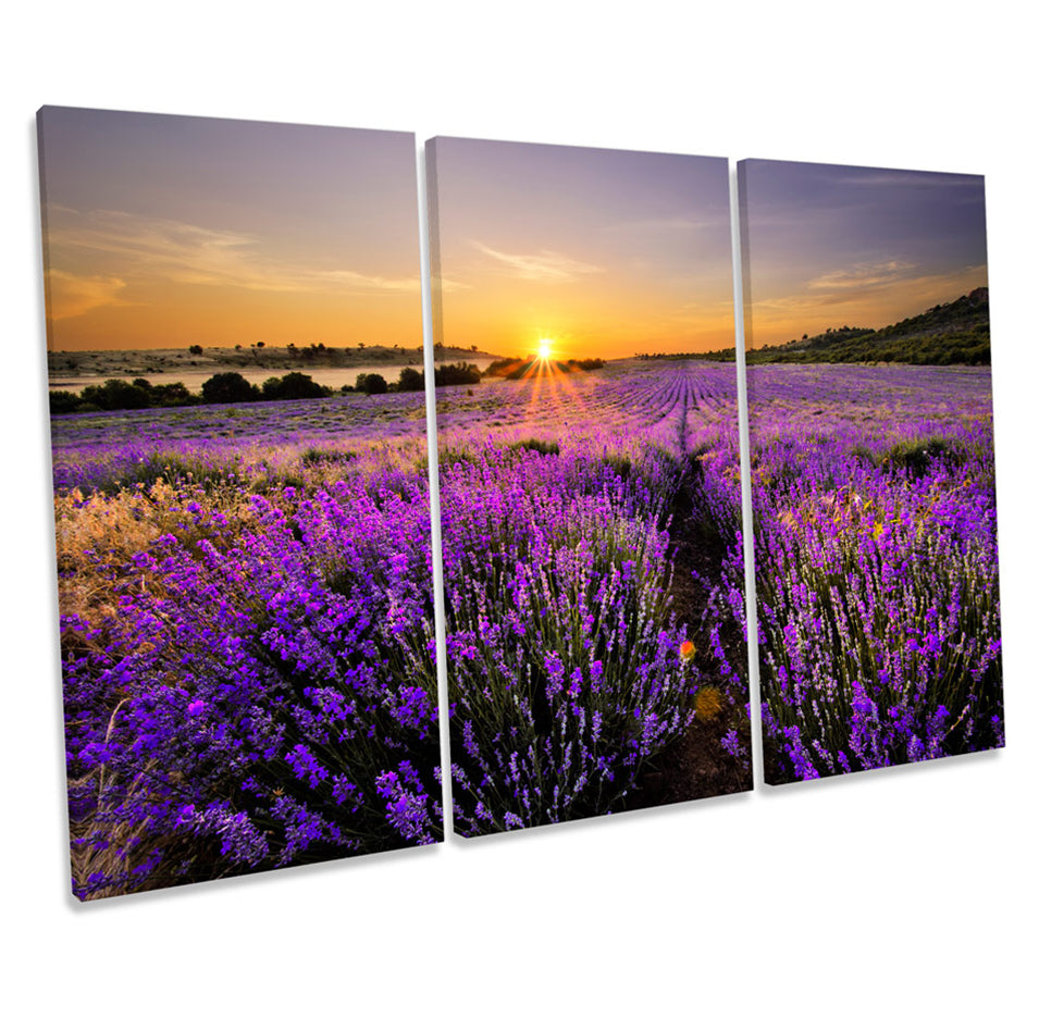 Sunset Lavender Floral Field Landscape