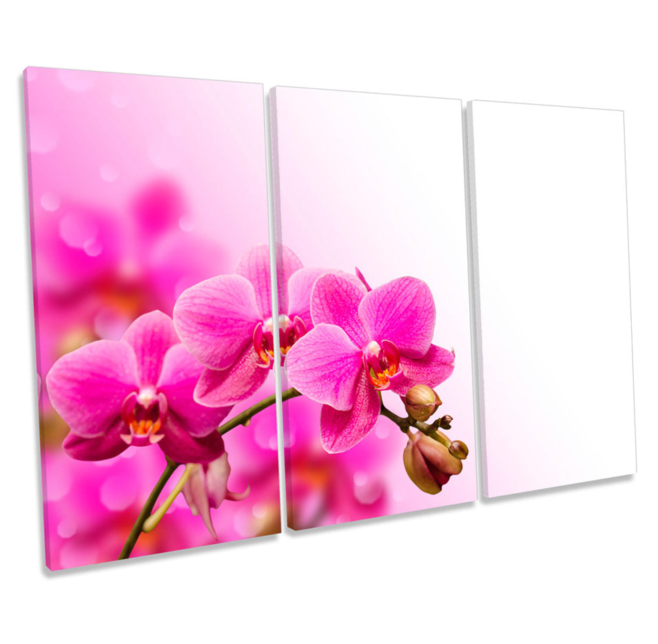 Orchid Flower Floral Blossom