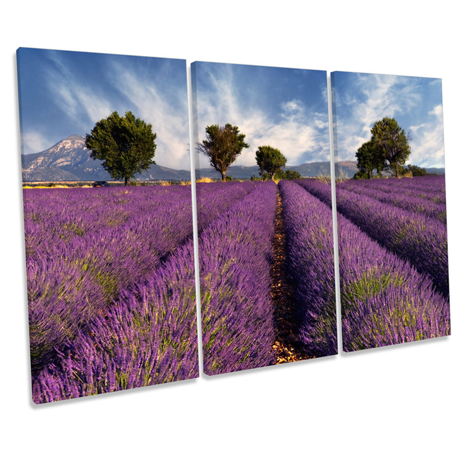Lavender Field Landscape Floral