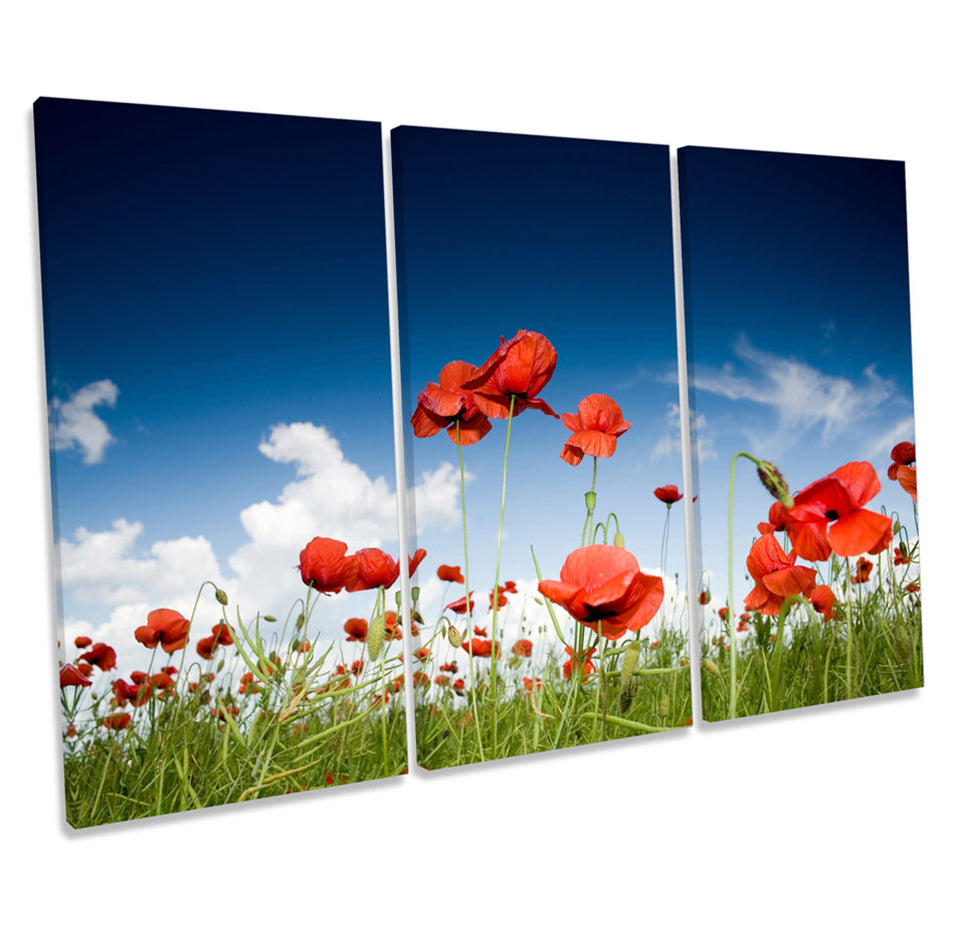 Red Poppy Field Flowers