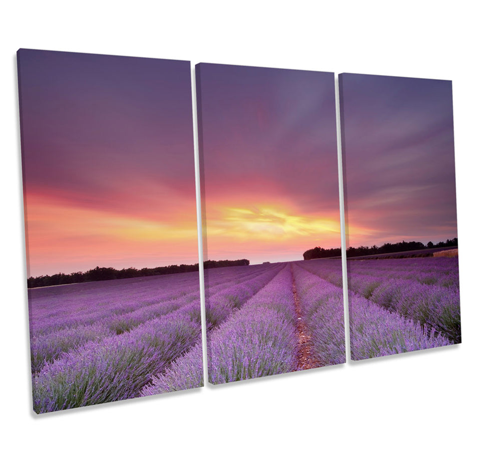 Sunset Landscape Lavender