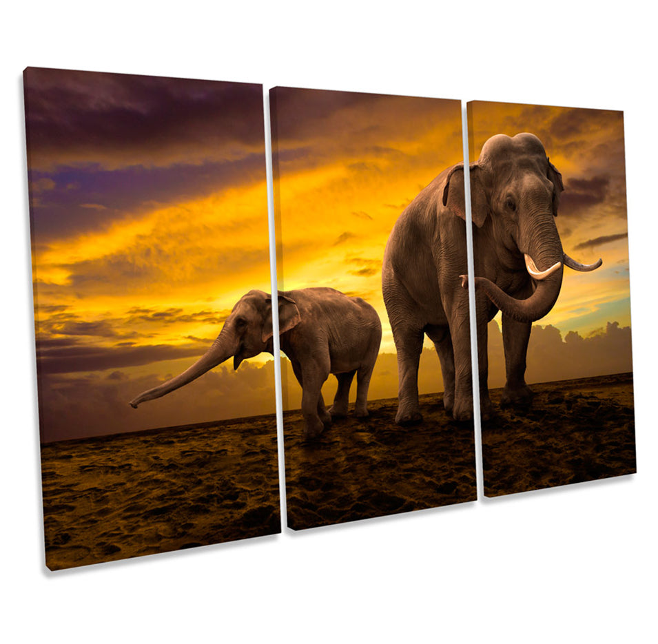 Elephants Sunset Africa Safari
