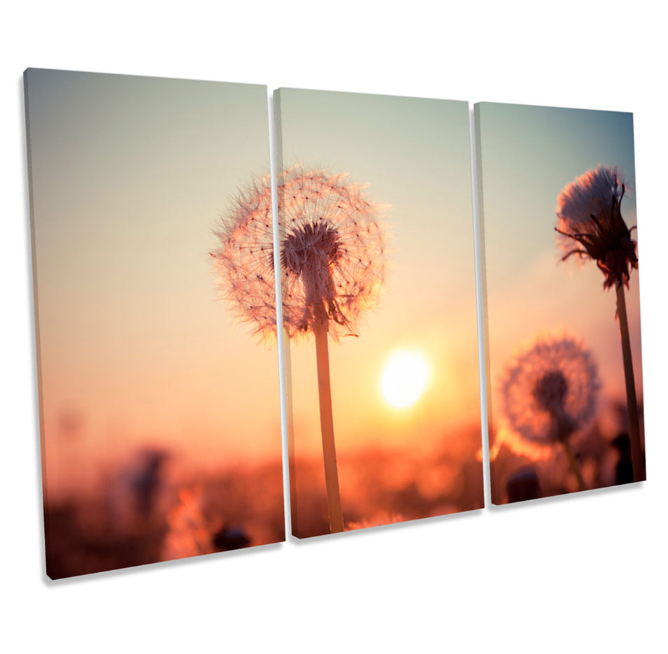 Dandelion Floral Sunset