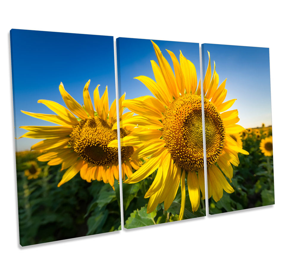 Sunflower Floral Scene