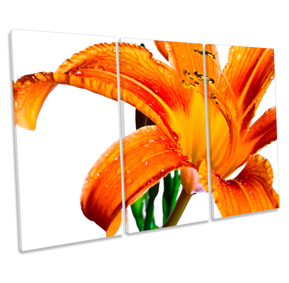 Orange Tiger Lily Floral Flower