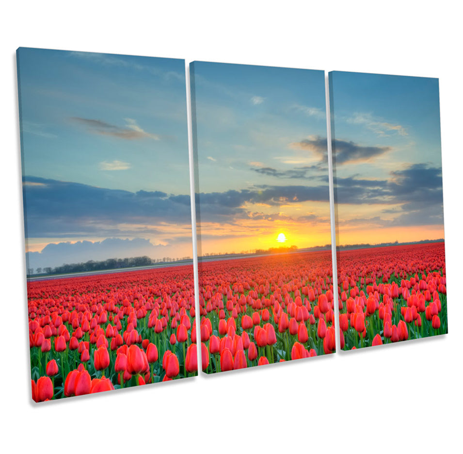 Sunset Red Poppies Field Floral