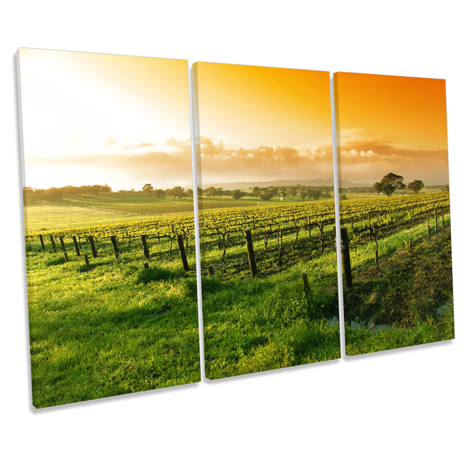 Summer Vineyard Sunset Landscape