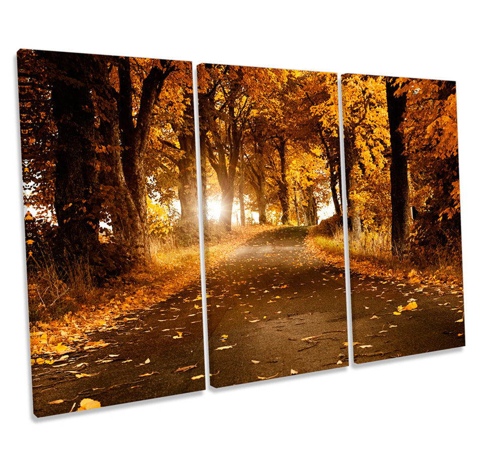 Autumn Orange Forest Trees