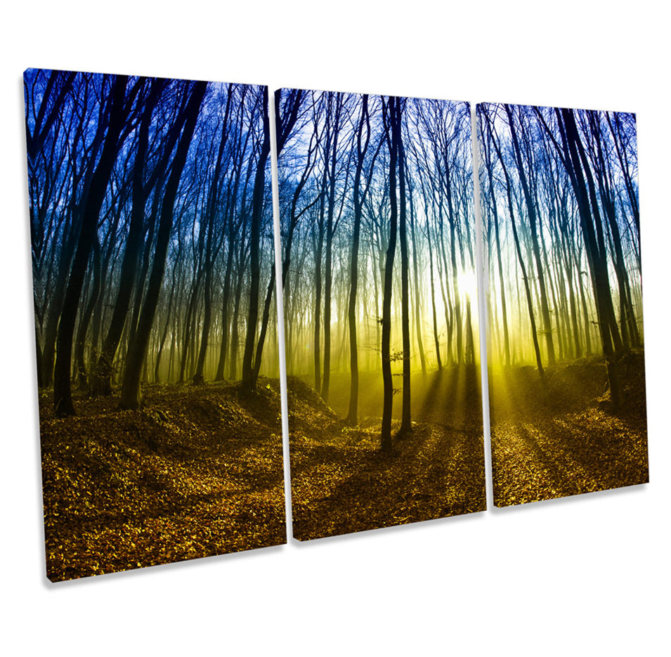 Forest Sunset Trees