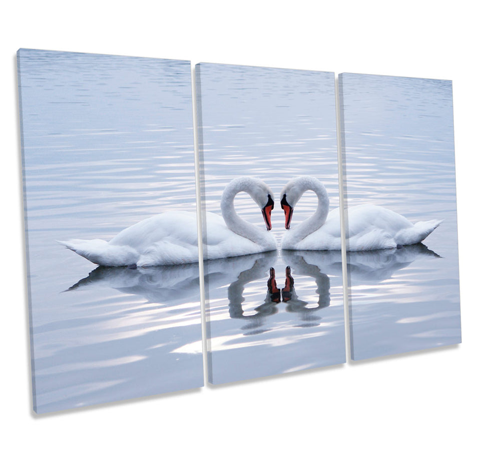 Swans Love Pair Heart