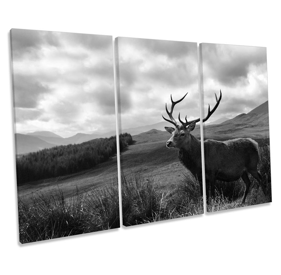 Stag Deer Scotland Highlands Wildlife B&W