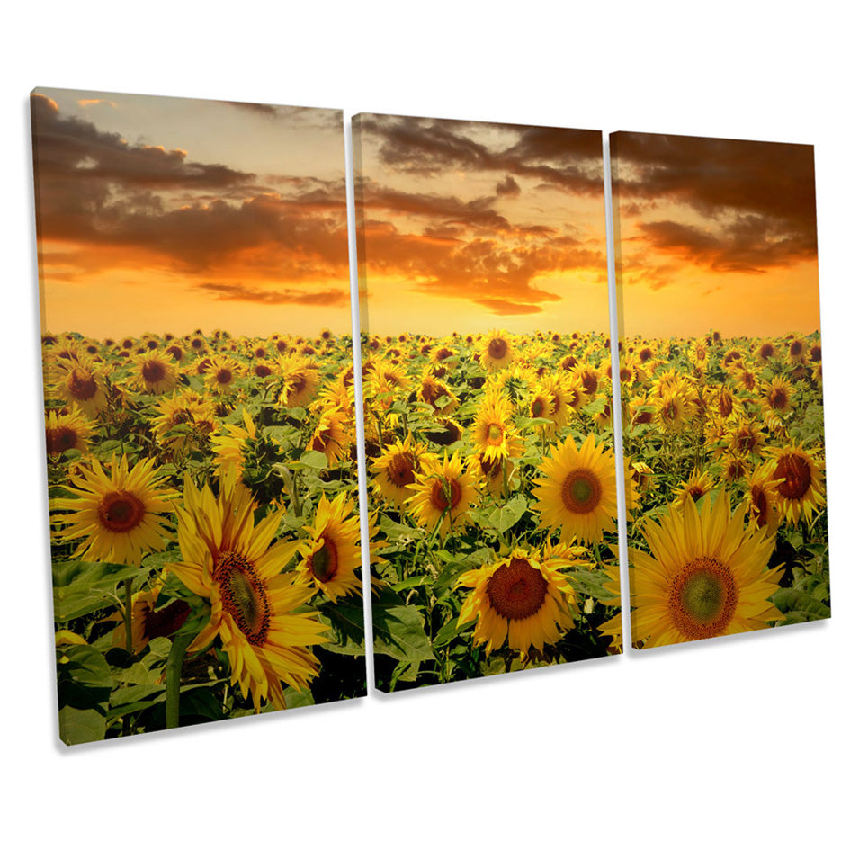 Sunflowers Sunset Floral