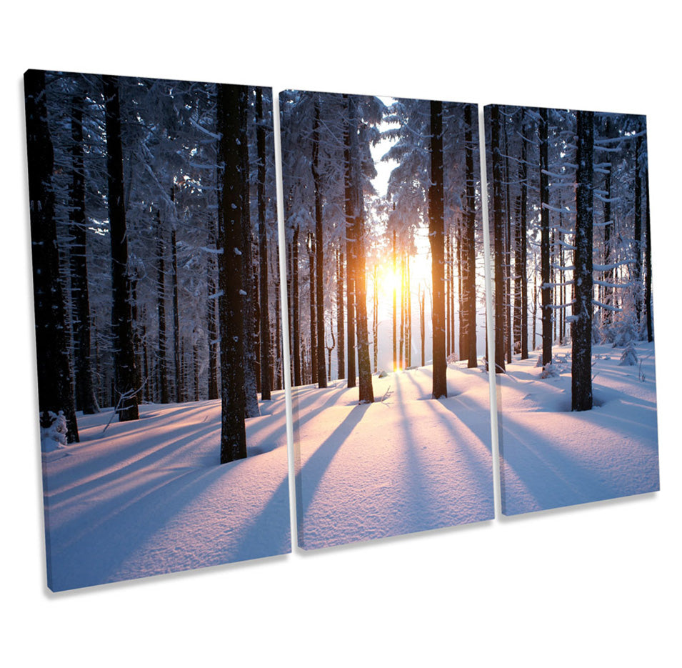 Sunset Snow Forest Landscape