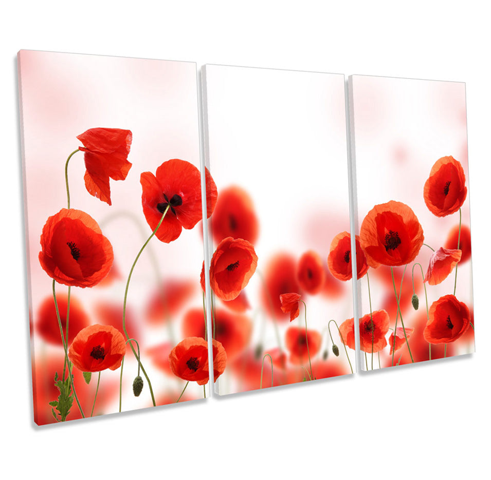 Poppy Flowers Floral Red