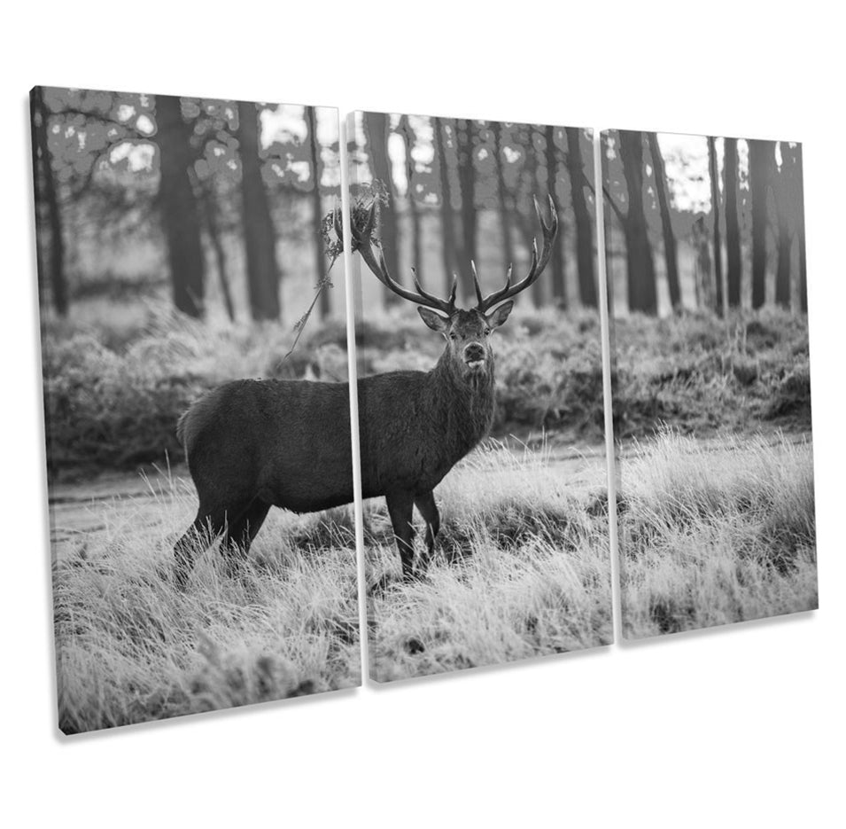 Wild Stag Deer Forest B&W