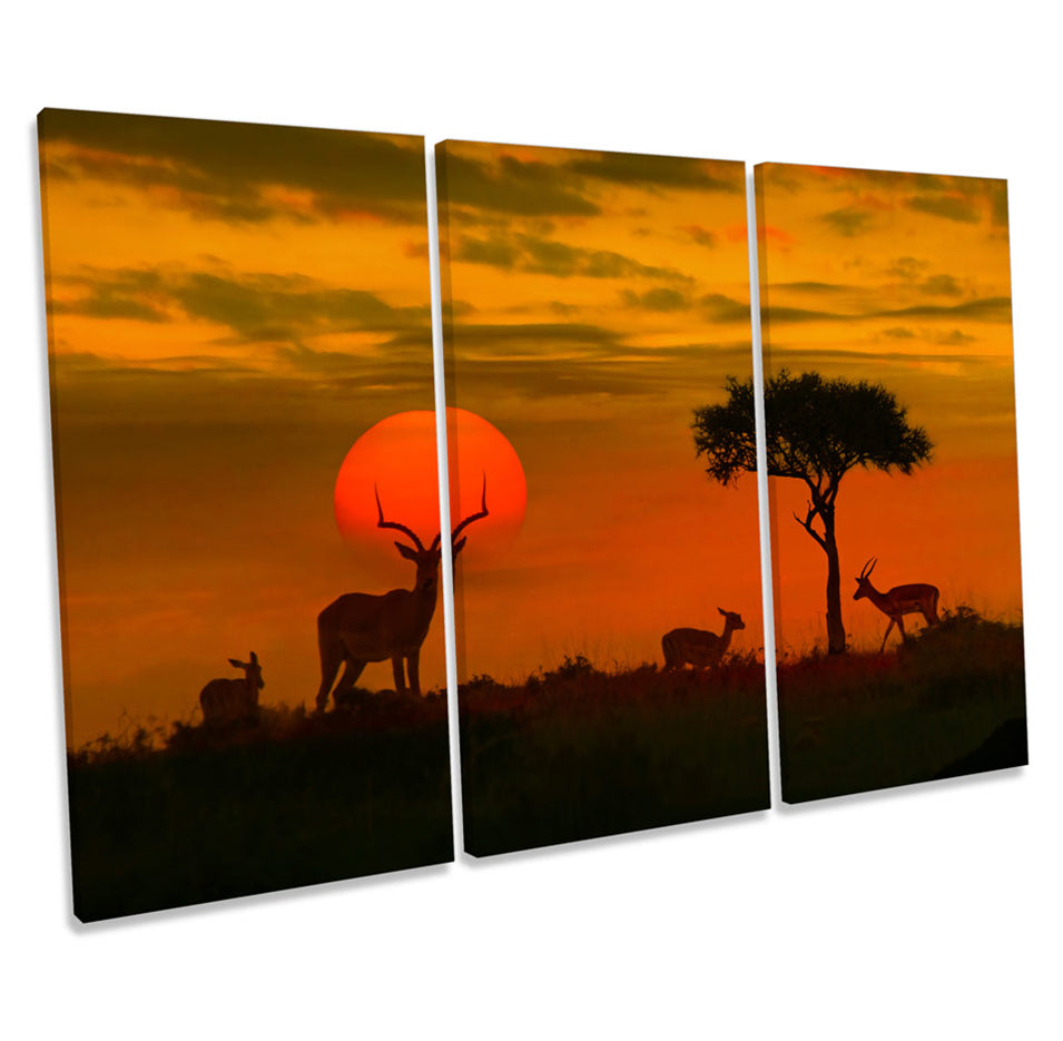 Africa Sunset Wildlife Safari