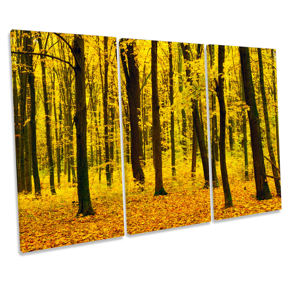 Yellow Sunset Forest Trees