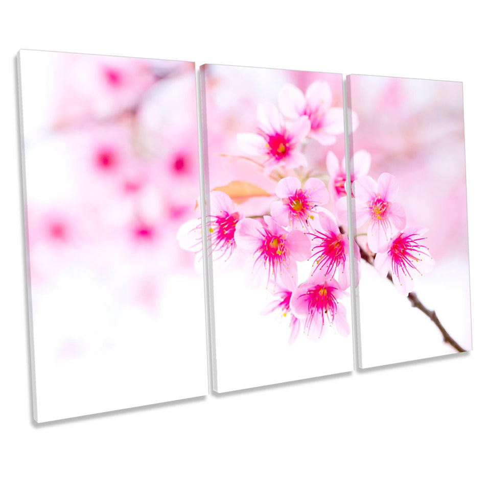Cherry Blossom Flower Pink Floral