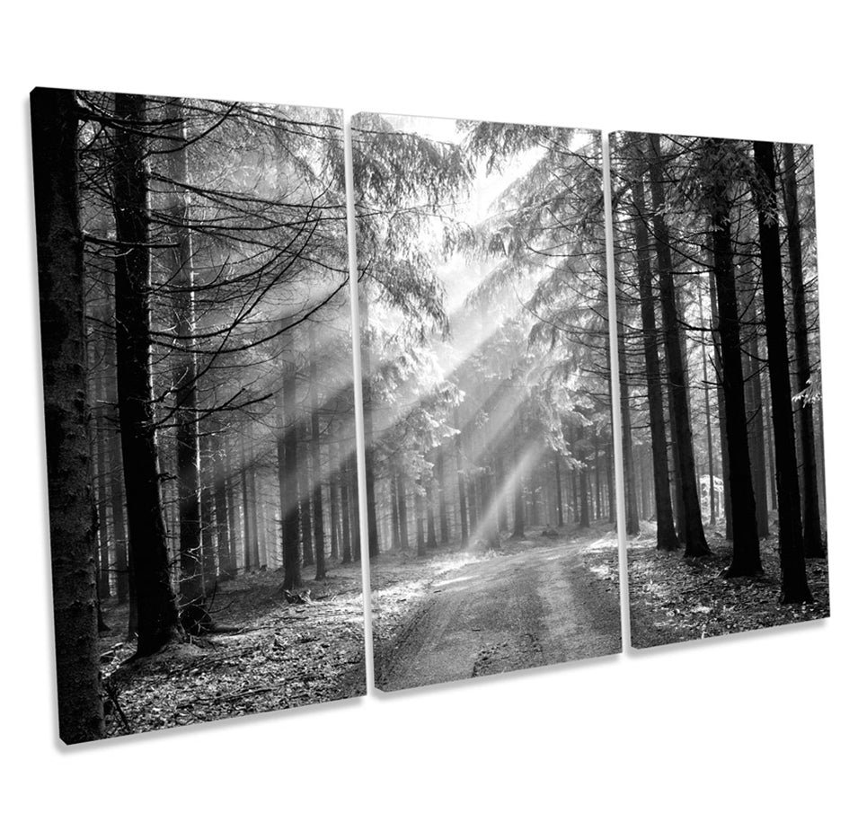 Forest Landscape Black and White