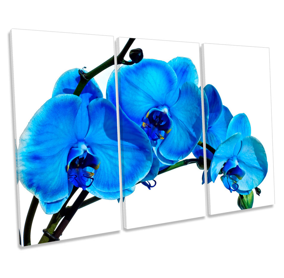 Blue Orchid Flower Floral