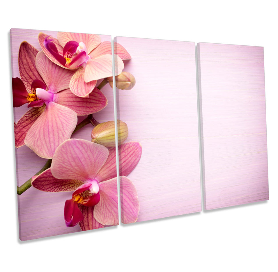 Pink Orchid Floral Flowers