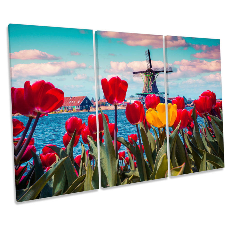 Tulips Windmill Netherlands