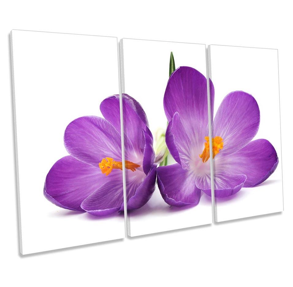 Purple Crocus Flowers Floral