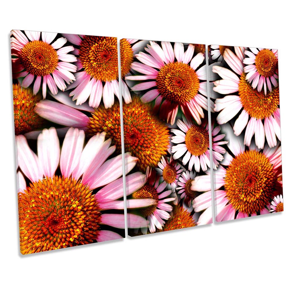 Cone Flowers Floral Pink