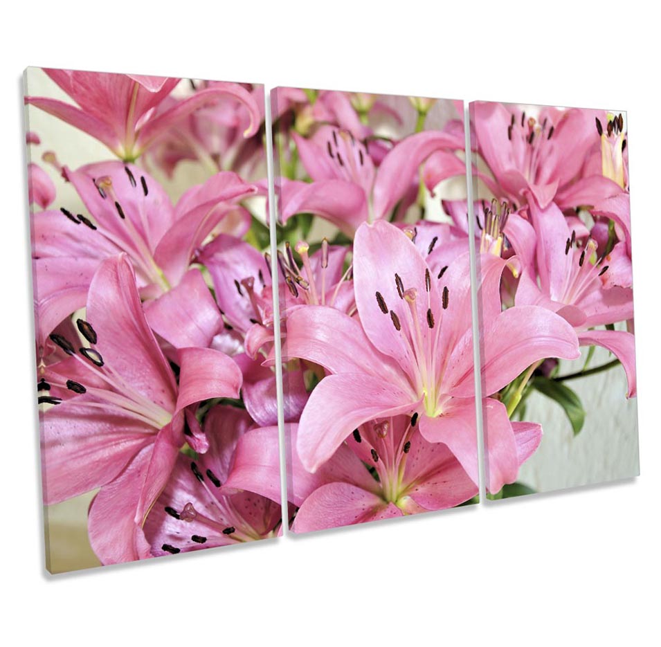 Pink Lily Flowers Floral