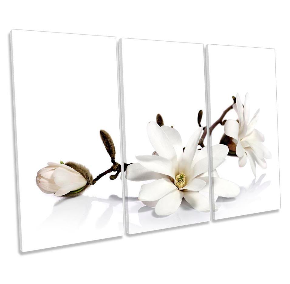 White Magnolia Flowers Floral
