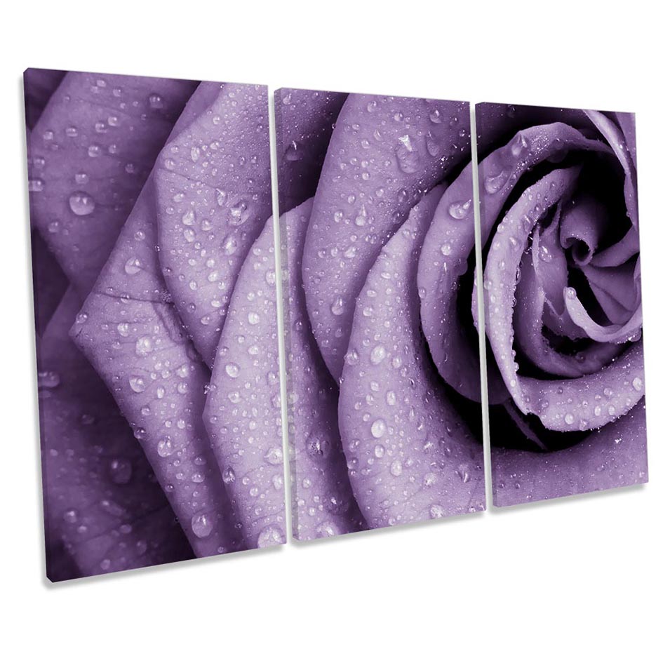 Purple Plum Rose Flower Floral