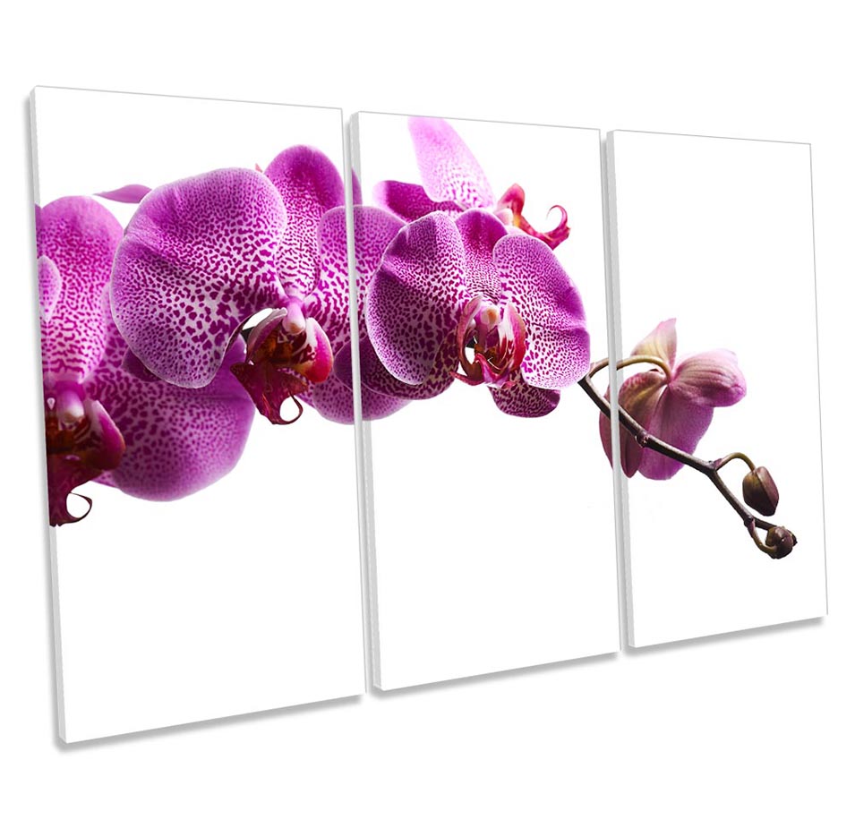 Pink Orchid Flowers Floral