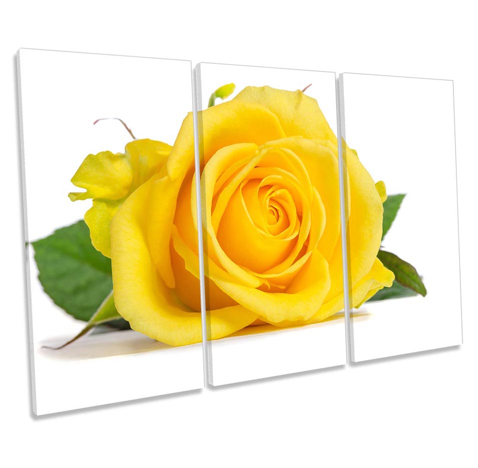 Rose Floral Flower Yellow