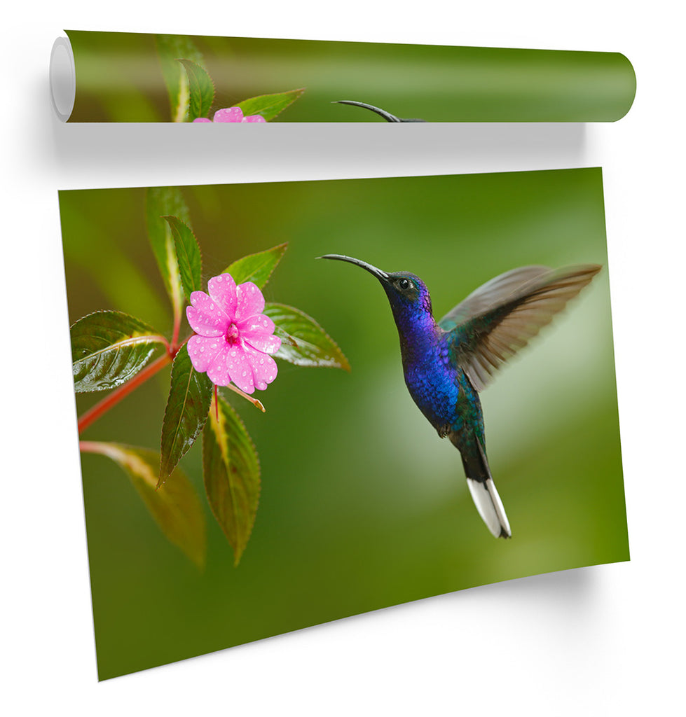 Humming Bird Floral Framed