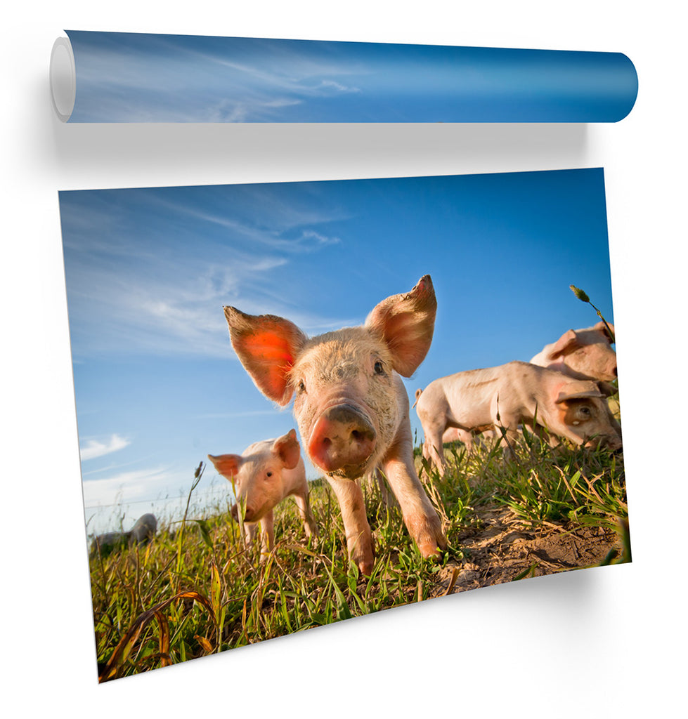 Pig Farm Piglets Framed