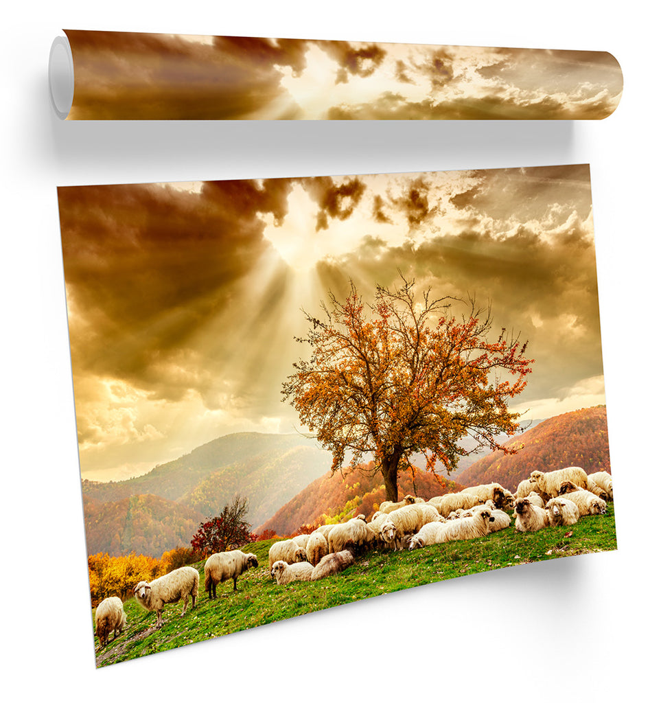Highlands Sunset Landscape Sheep Framed